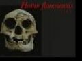 origin  hominid