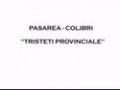 Pasarea Colibri - Tristeti provinciale