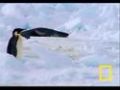 Penguin vs. Leopard Seal