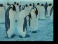 Pinguin Crazy