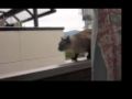 Pisica sare de pe balcon