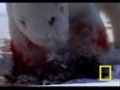 Polar Bear Attacks Seal