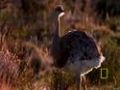 Raising Rheas