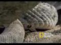 Rattlesnakes Display and Mate