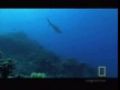 Shark Pit Diving