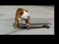 Skateboarding Dog