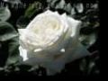 STAMATIS SPANOUDAKIS - My white rose