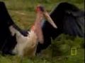 Stork vs. Mongoose