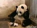 The Sneezing Baby Panda