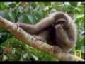 The Swinging Gibbon