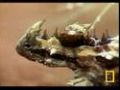 Thorny Devil