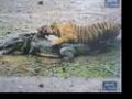 Tiger kills Crocodile.