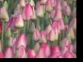 Tulip fields in Holland