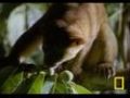 What In the World Is a Kinkajou?