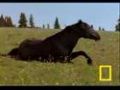 Wild Horses Kick Butt