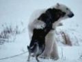 Wild Polar Bear Meets Husky