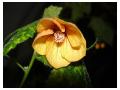 Abutilon