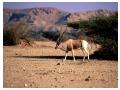 Addax