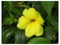 ALLAMANDA