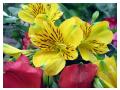 ALSTROEMERIA