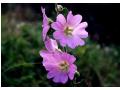 Althaea