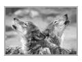 Animal Photos