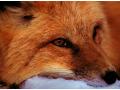 Animale