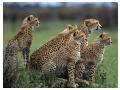 Animale salbatice