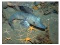 Antarctic Ice Fish