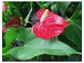 ANTHURIUM