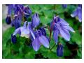 AQUILEGIA