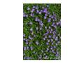 Aubrieta1 Aubrieta1