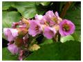 BERGENIA