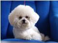 Bichon Frise