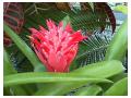 BILLBERGIA