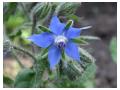 BORAGO