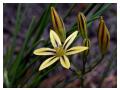 BRODIAEA