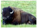 Buffalo