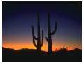 Cactusi in desert