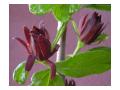 CALYCANTHUS