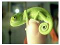 Cameleon