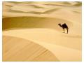 Camila in desert