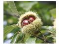 Castane