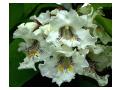 CATALPA