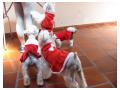 Catelushi de craciun