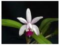 CATTLEYA