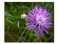 CENTAUREA