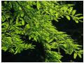 cetina cetina