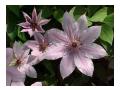 CLEMATIS