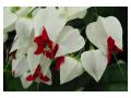 CLERODENDRUM